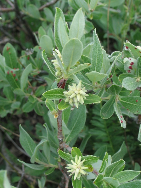 Salix brachycarpa